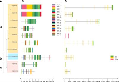 Pan-cancer analysis of FBXW family with potential implications in prognosis and immune infiltration